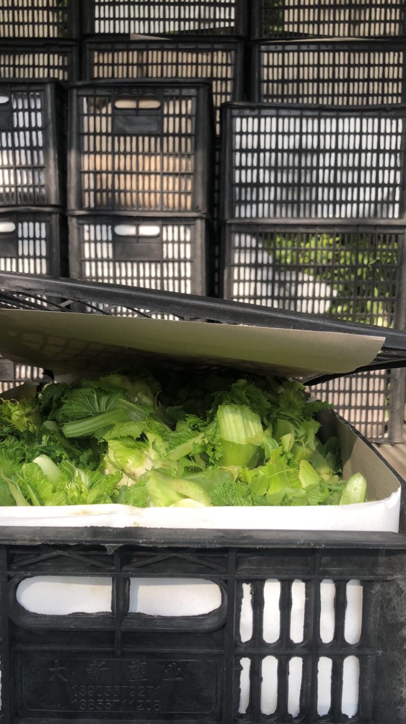 儿菜产地量大供应丶货源充足！个头饱满。保质保量、全国代发