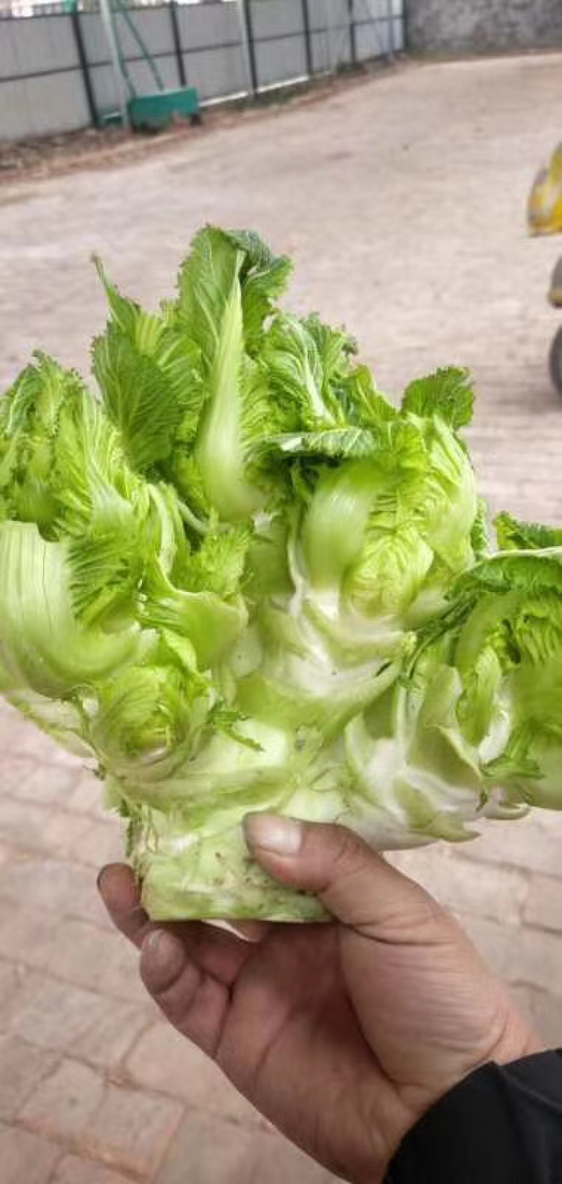 儿菜产地供应！货源充足，交通方便。质量有保障。全国代发。