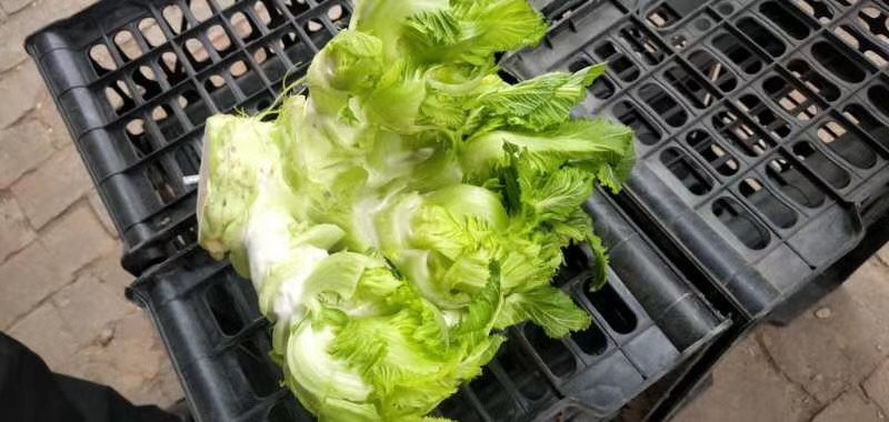 儿菜产地供应！货源充足，交通方便。质量有保障。全国代发。