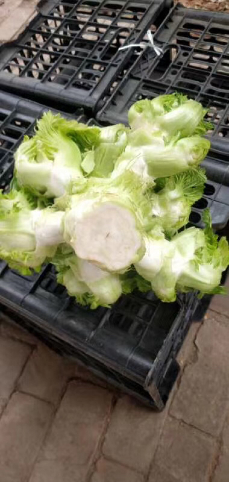 儿菜产地供应！货源充足，交通方便。质量有保障。全国代发。