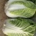 【欢迎来电咨询】河南新野大白菜大量上市欢迎大家选购。