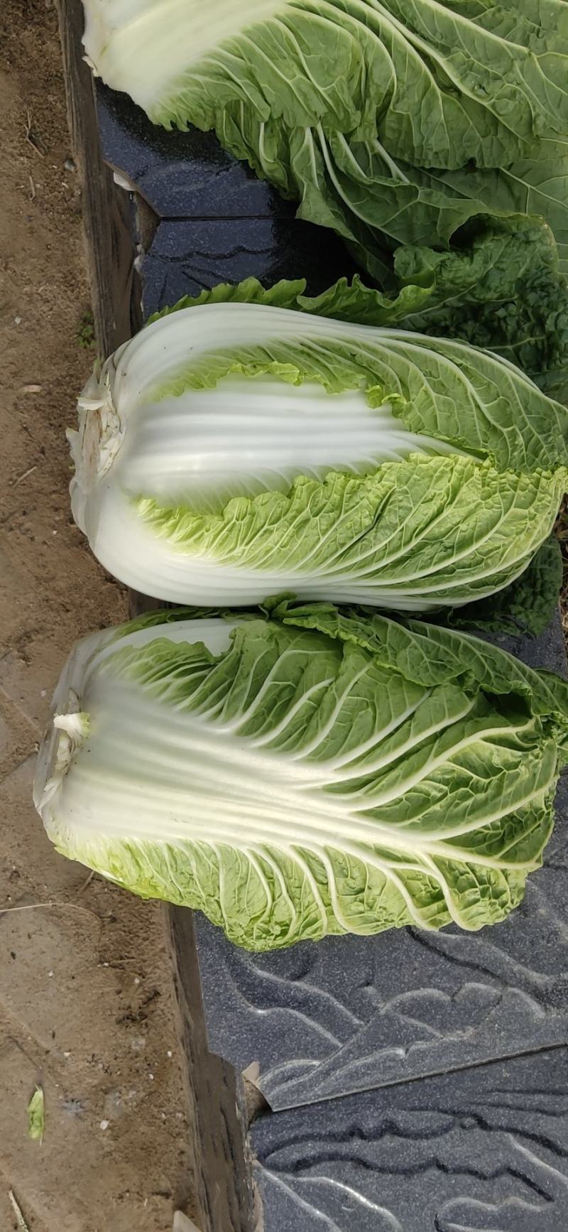 【欢迎来电咨询】河南新野大白菜大量上市欢迎大家选购。