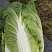 【欢迎来电咨询】河南新野大白菜大量上市欢迎大家选购。