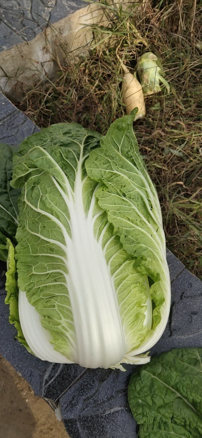 【欢迎来电咨询】河南新野大白菜大量上市欢迎大家选购。