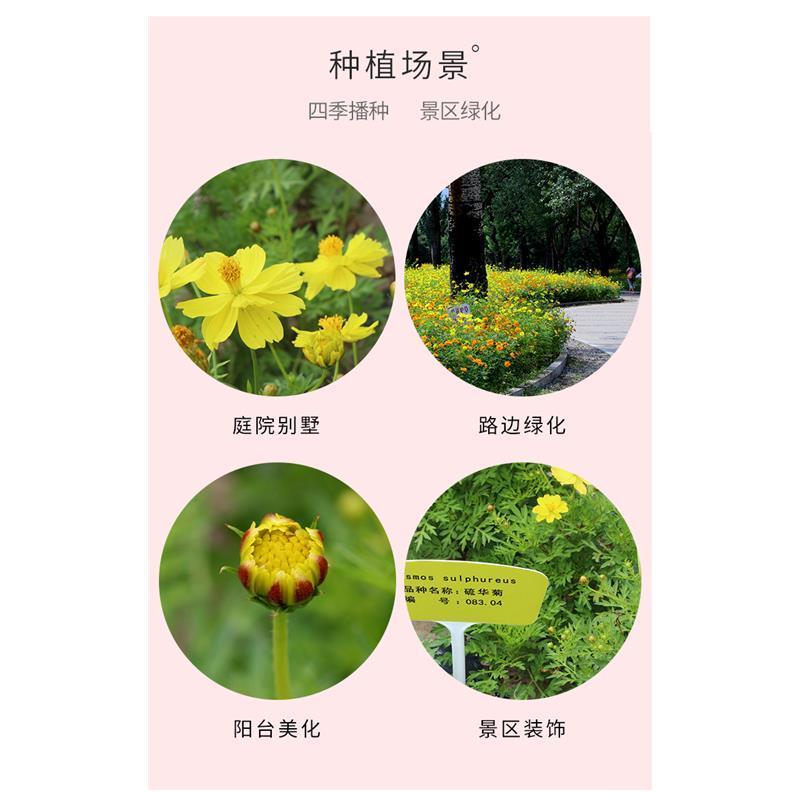 多年生花种籽室外低矮花种子四季开花花子庭院麦杆菊春季盆栽