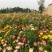 多年生花种籽室外低矮花种子四季开花花子庭院麦杆菊春季盆栽