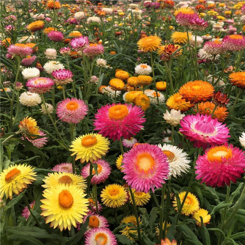 多年生花种籽室外低矮花种子四季开花花子庭院麦杆菊春季盆栽