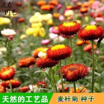 多年生花种籽室外低矮花种子四季开花花子庭院麦杆菊春季盆栽