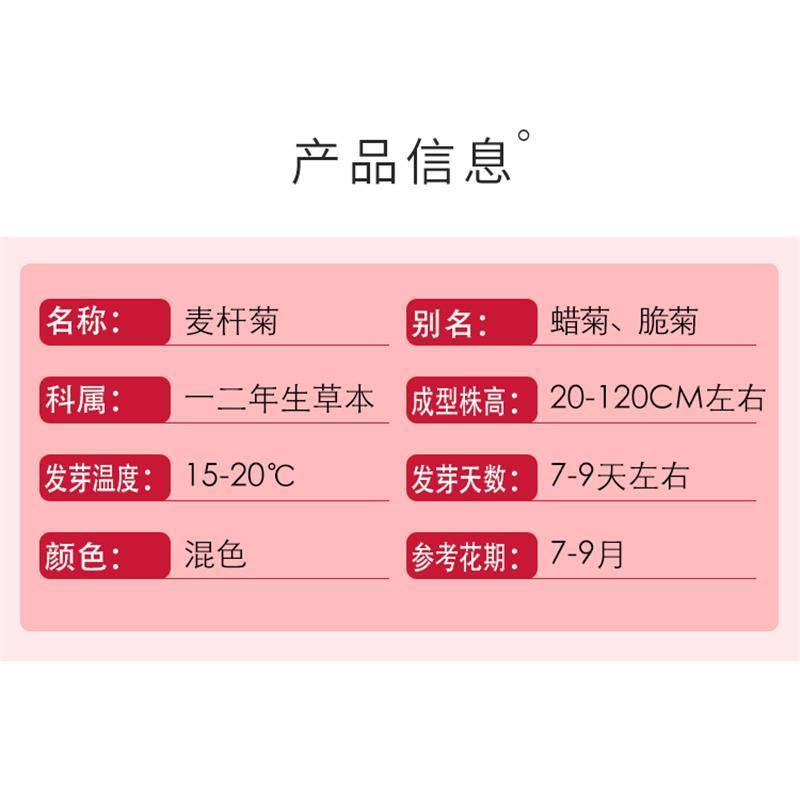 多年生花种籽室外低矮花种子四季开花花子庭院麦杆菊春季盆栽