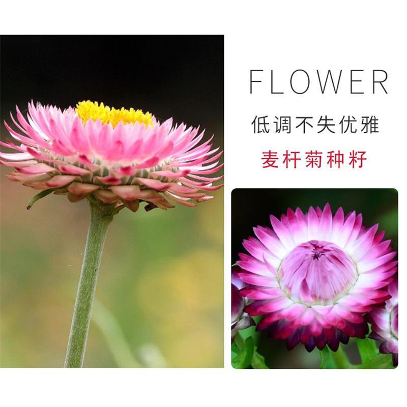 多年生花种籽室外低矮花种子四季开花花子庭院麦杆菊春季盆栽