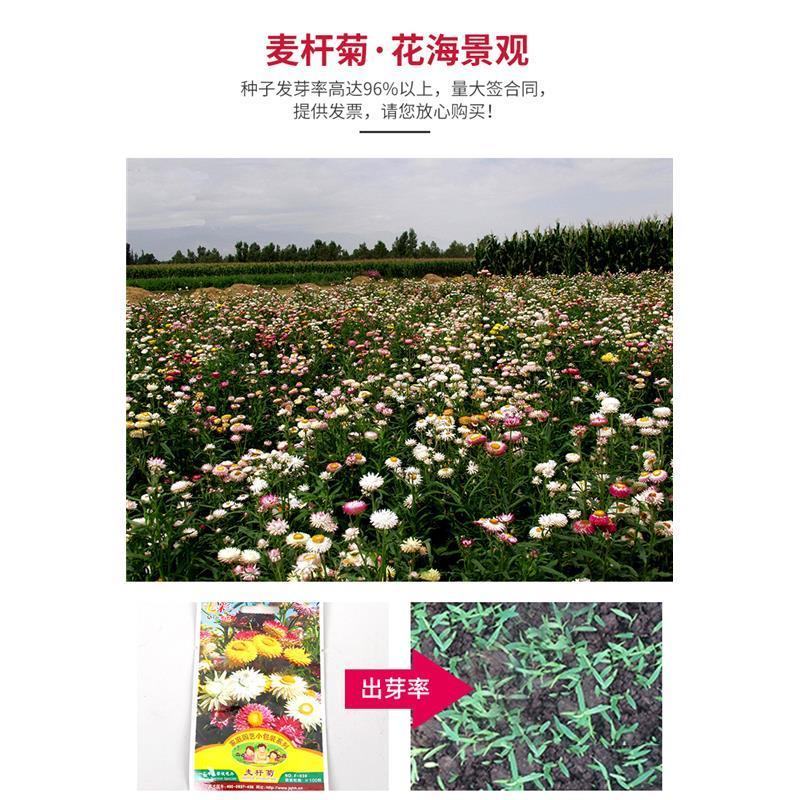 多年生花种籽室外低矮花种子四季开花花子庭院麦杆菊春季盆栽