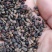 杜梨种子，杜梨籽，梨树种子，棠梨树种子