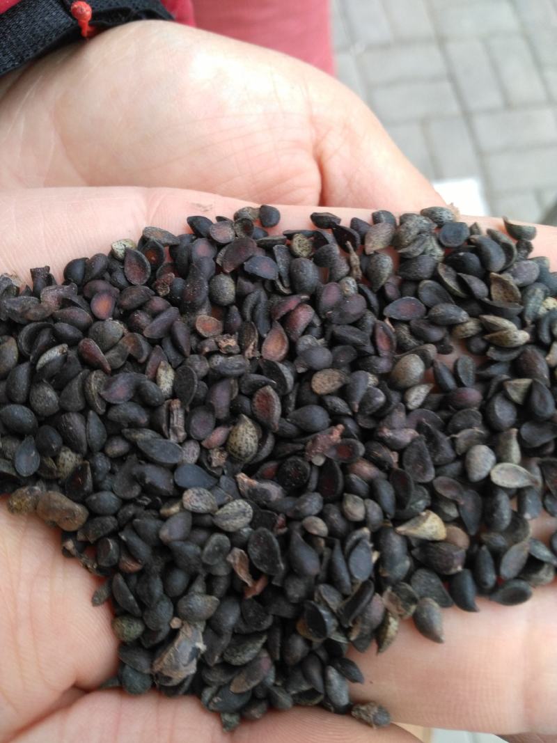 杜梨种子，杜梨籽，梨树种子，棠梨树种子