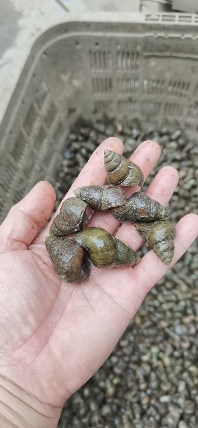 湖北养殖螺蛳饲料螺薄壳螺蛳放生螺蛳鲜活批发