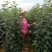 苹果苗维纳斯黄金，保证纯度和质量，可以签合同！
