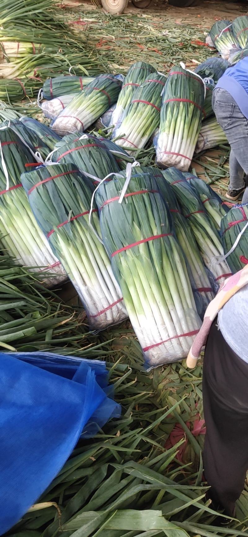 邯郸精品小葱，香葱大量上市中
