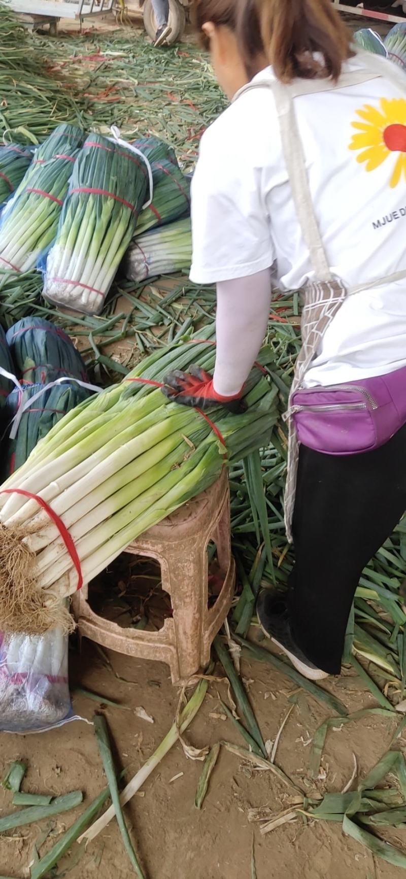 邯郸精品小葱，香葱大量上市中