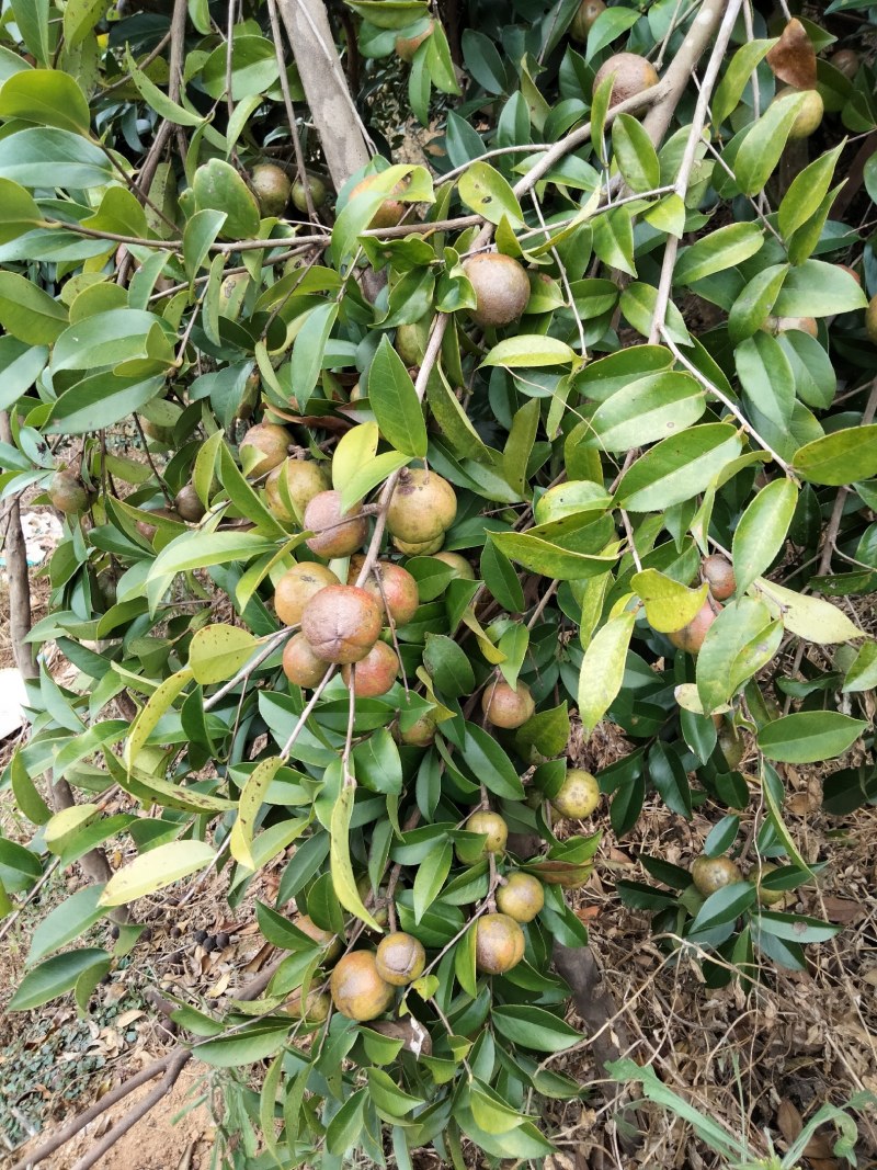 大量鲜油茶果供应，需要的可联系