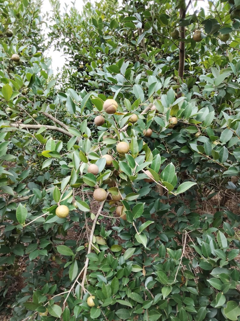 大量鲜油茶果供应，需要的可联系
