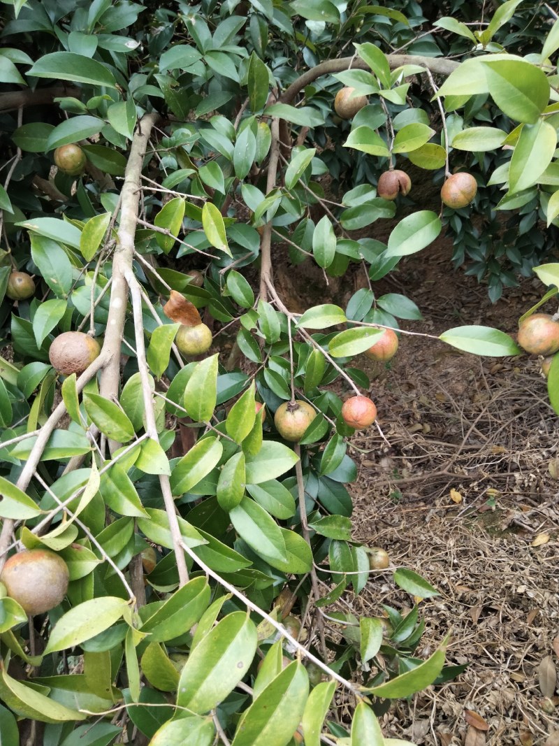 大量鲜油茶果供应，需要的可联系