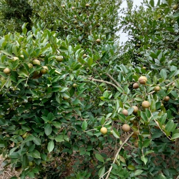 大量鲜油茶果供应，需要的可联系