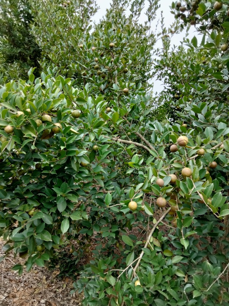大量鲜油茶果供应，需要的可联系