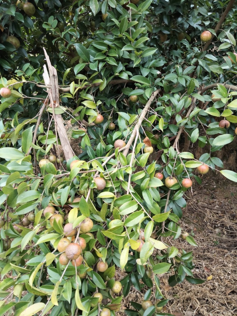 大量鲜油茶果供应，需要的可联系