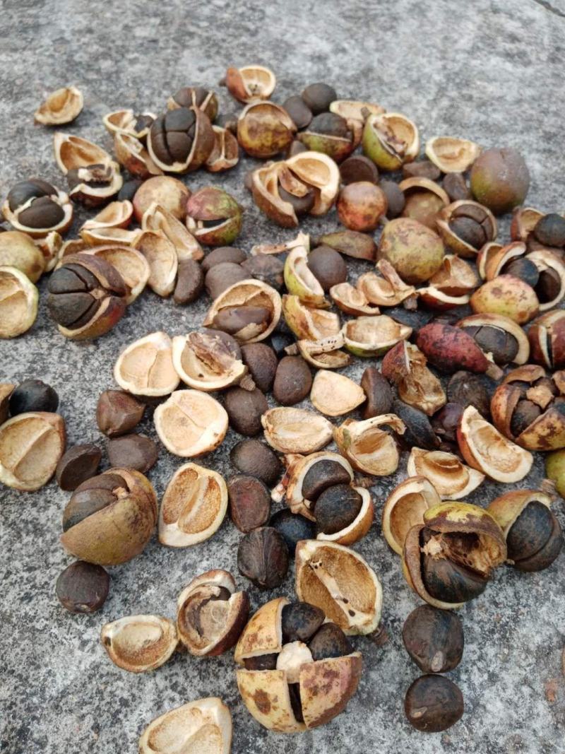 江西省崇仁县油茶籽出售