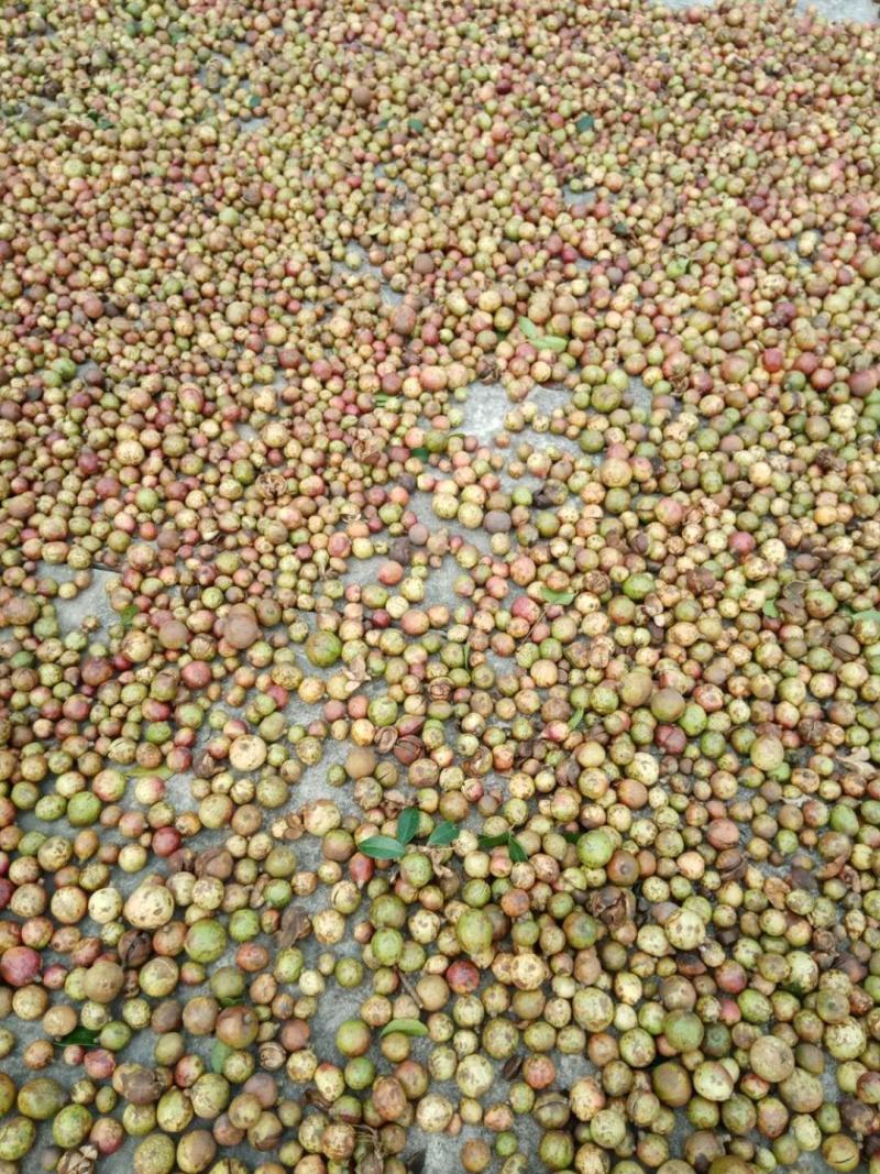 江西省崇仁县油茶籽出售