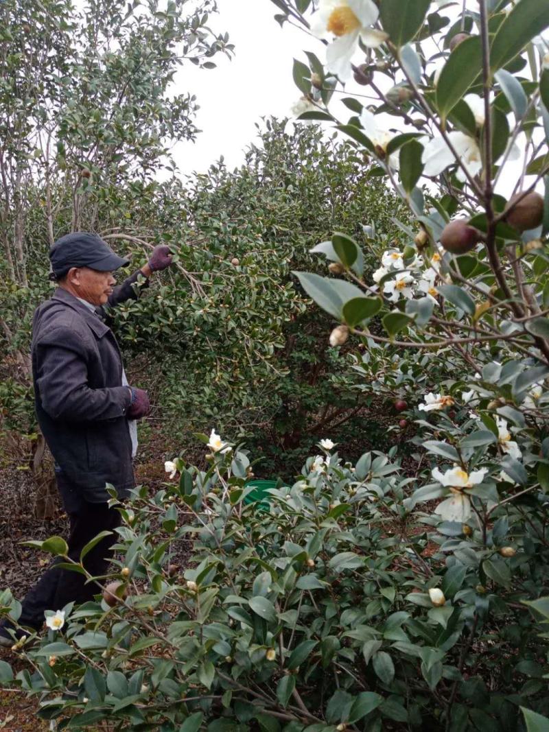江西省崇仁县油茶籽出售
