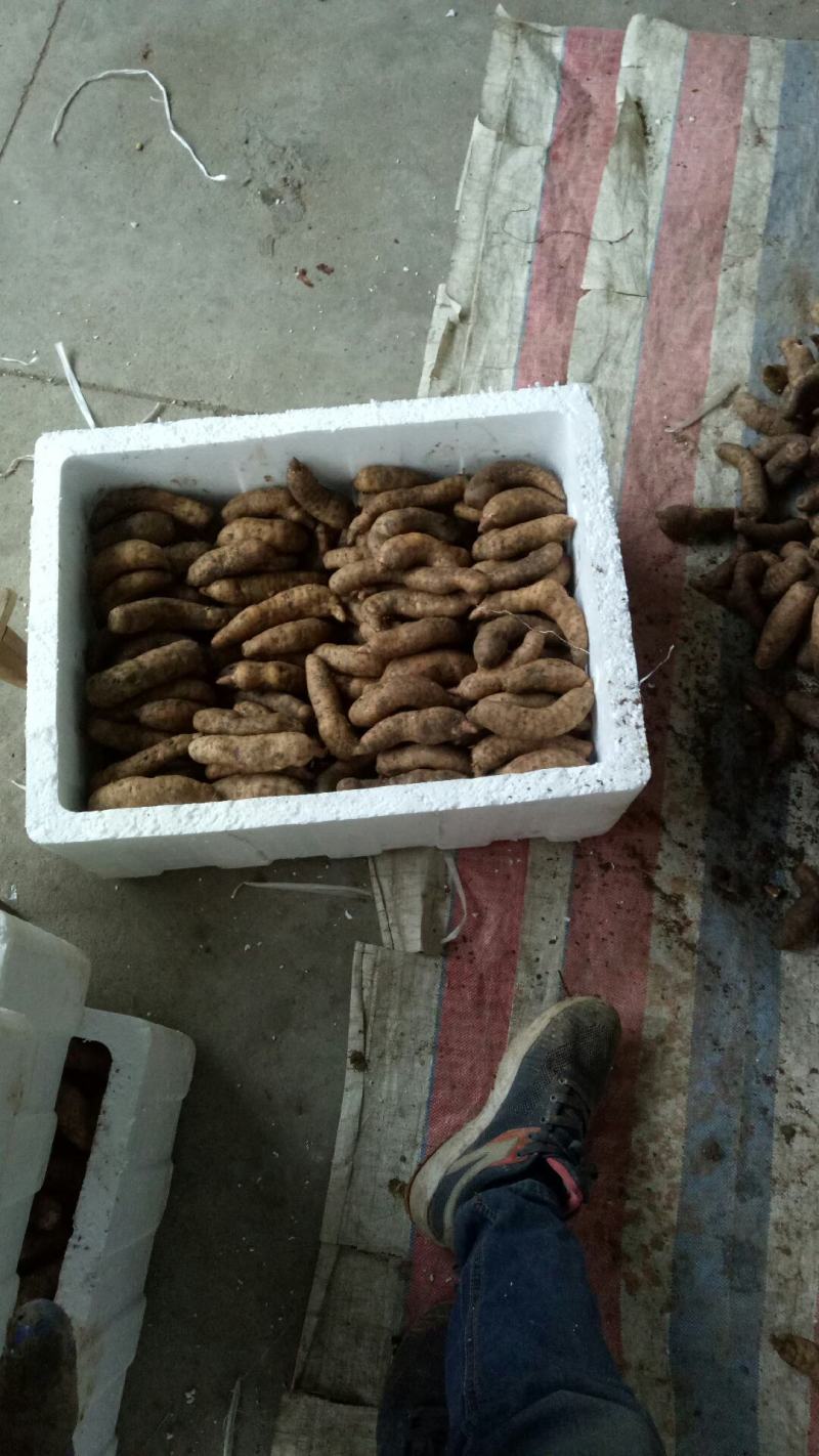 限时促销新鲜天麻1-2两货火爆销售打包发货中