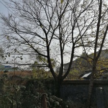 朴树28公分，30公分，40公分50公分60公分