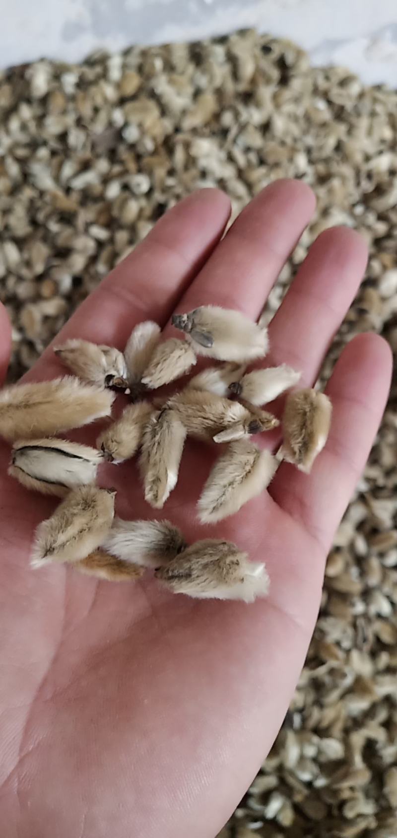 辛夷花一手货源价格电议辛夷之乡规格齐全