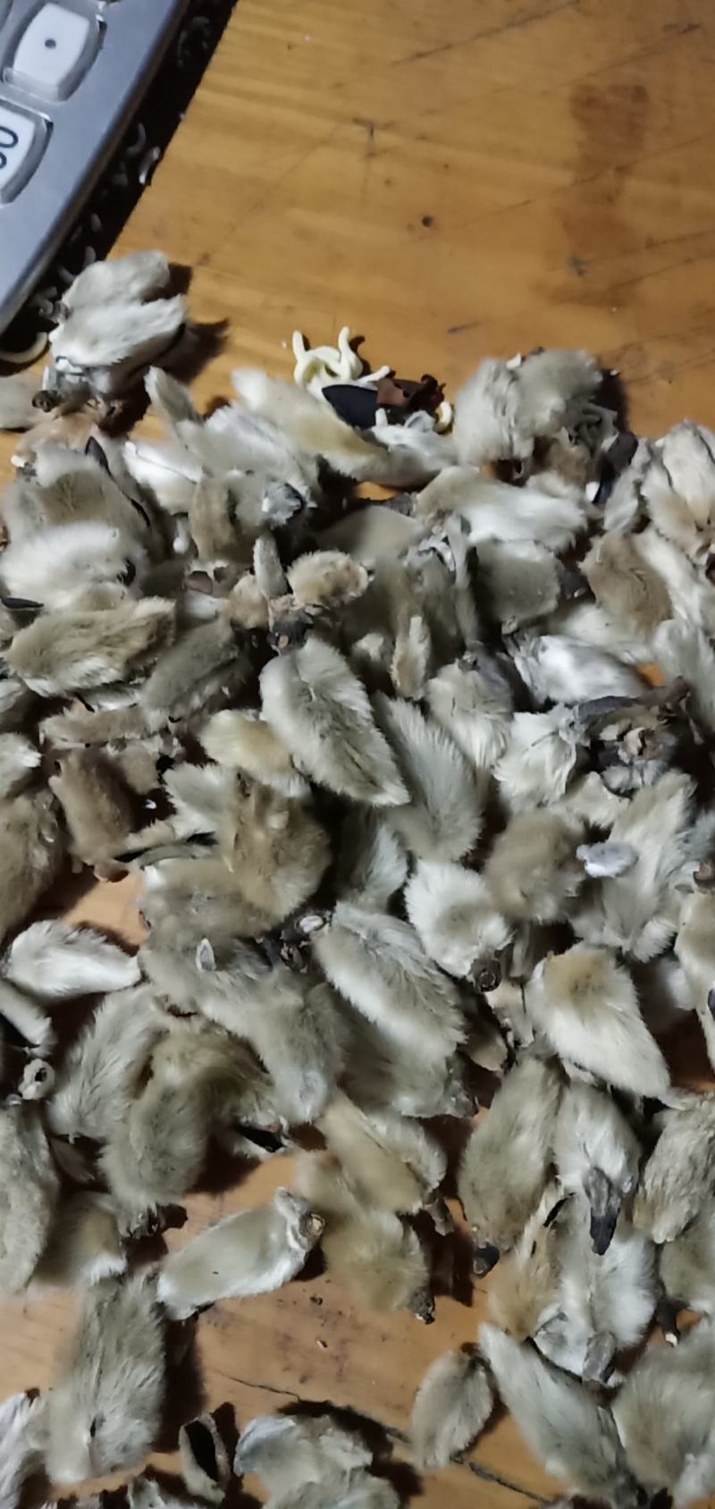 辛夷花一手货源价格电议辛夷之乡规格齐全