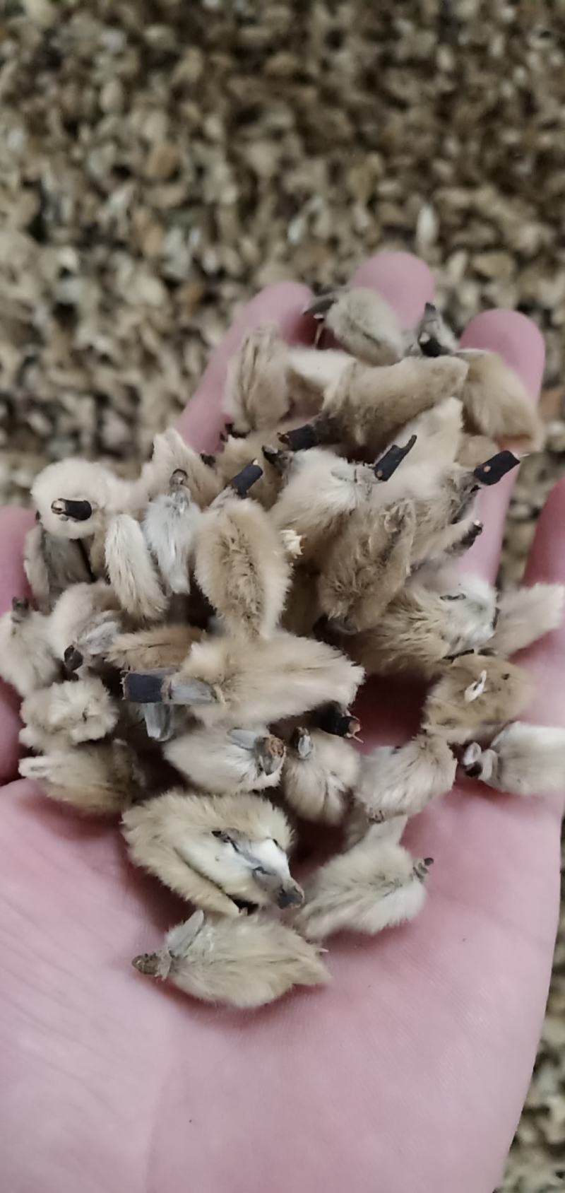 辛夷花一手货源价格电议辛夷之乡规格齐全