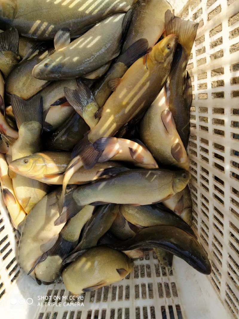 丁桂鱼