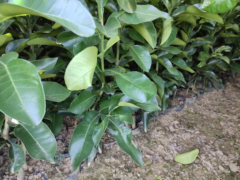 红心柚苗，苗木健壮，根系完好，无检疫性病虫害