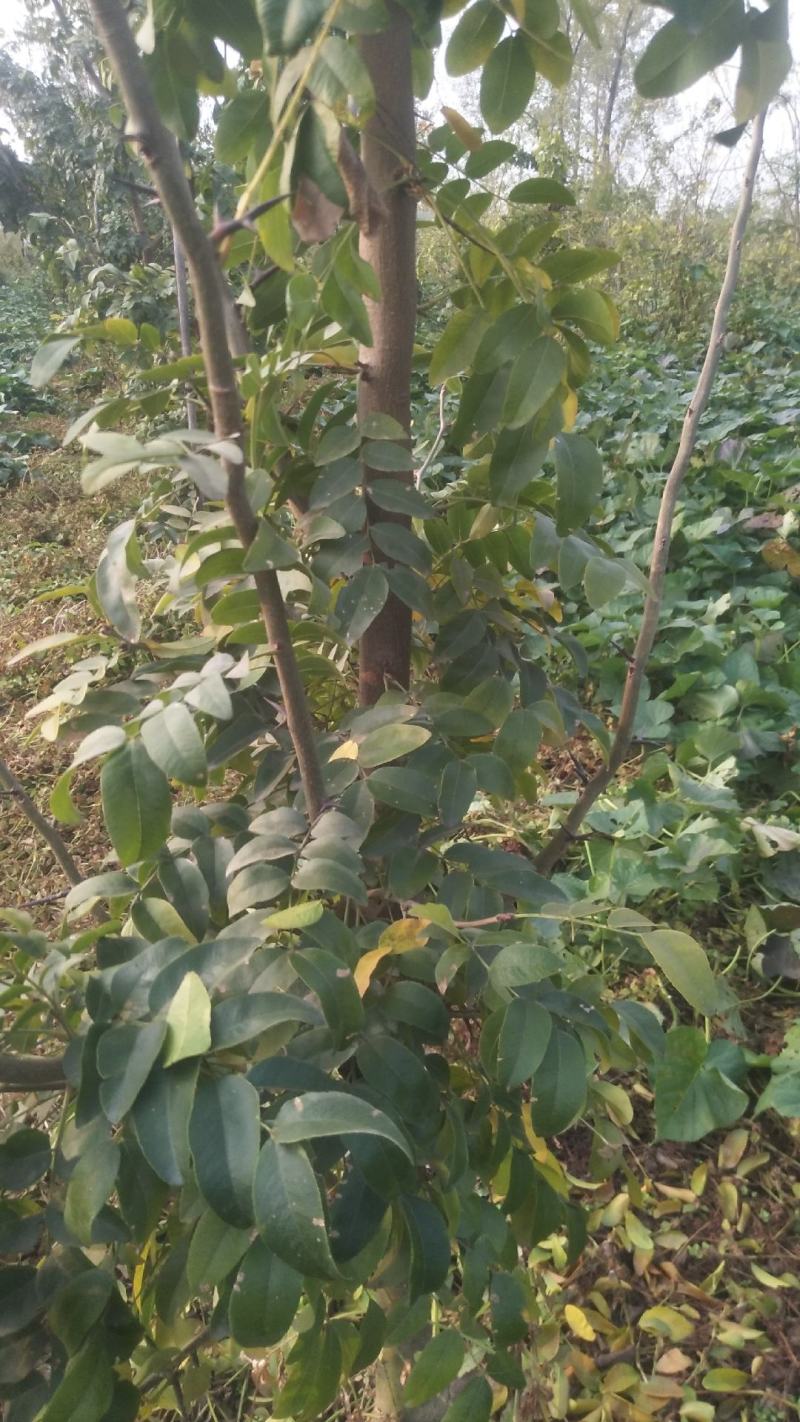 已经嫁接过的皂角树苗