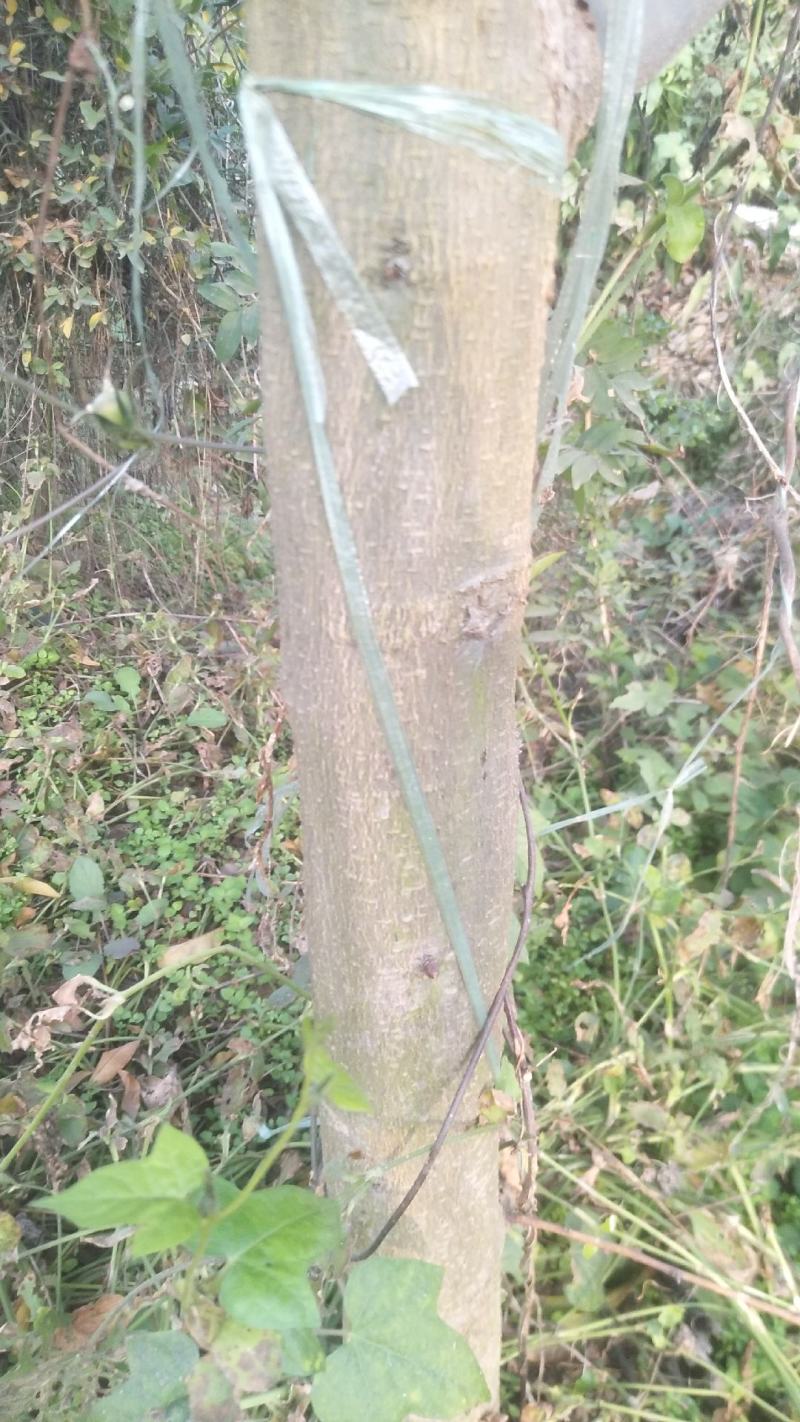 已经嫁接过的皂角树苗