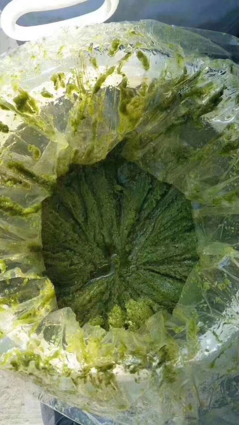 纯内蒙韭花酱，野生韭花酱