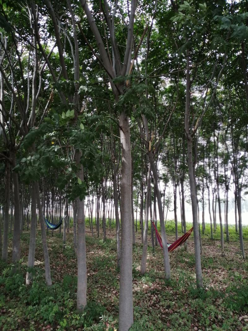 四季秀种养殖合作社，出售一手植货源冠幅栾树