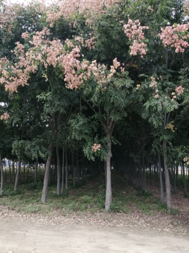 四季秀种养殖合作社，出售一手植货源冠幅栾树