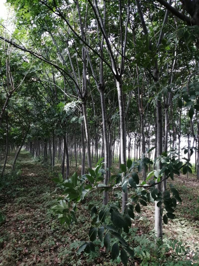 四季秀种养殖合作社，出售一手植货源冠幅栾树
