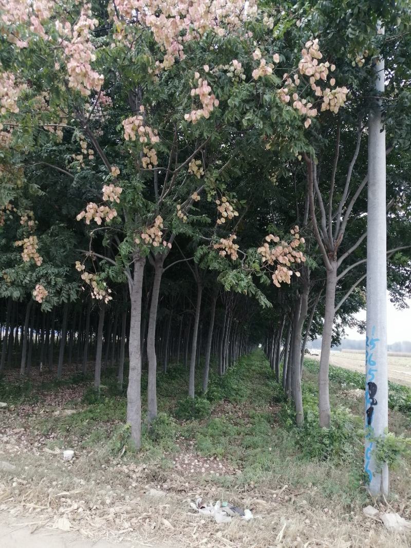 四季秀种养殖合作社，出售一手植货源冠幅栾树