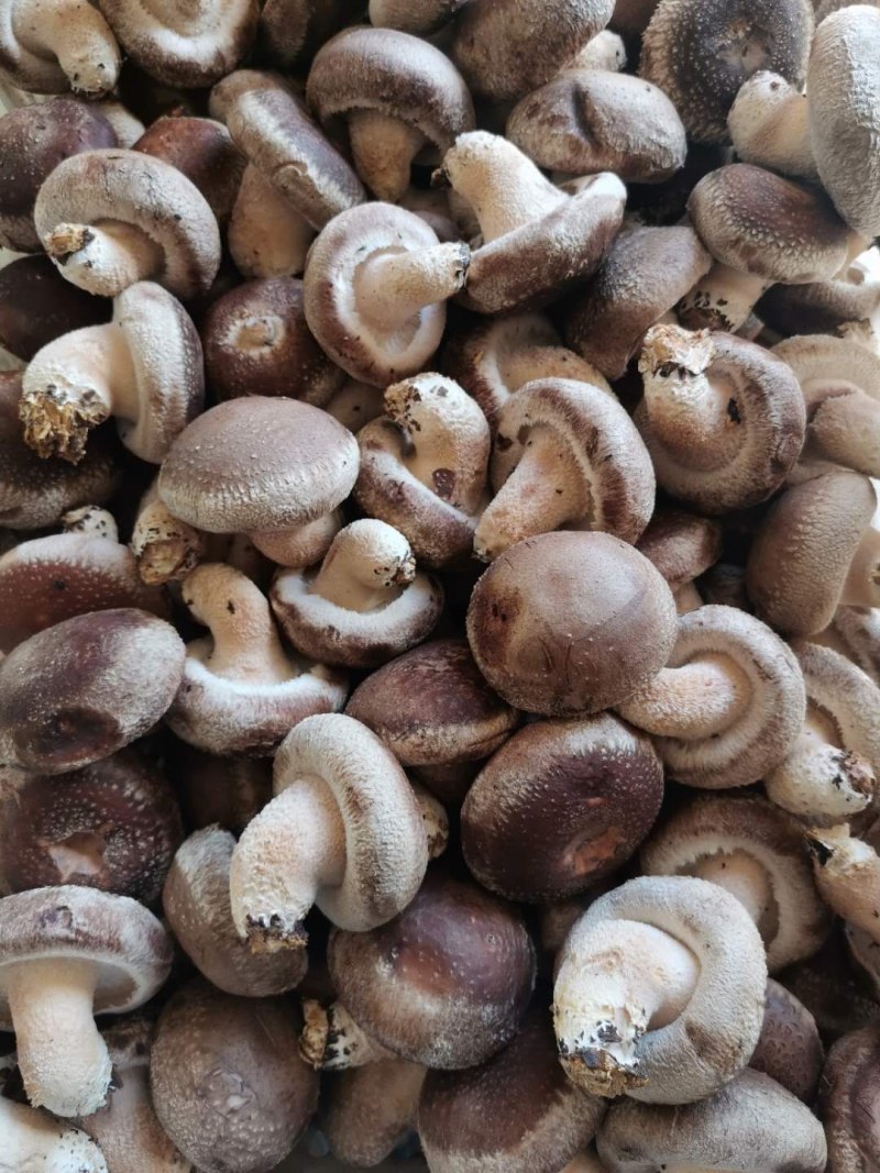 河北唐山遵化808香菇大量上市