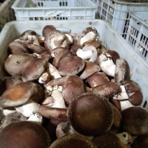 河北唐山遵化808香菇大量上市