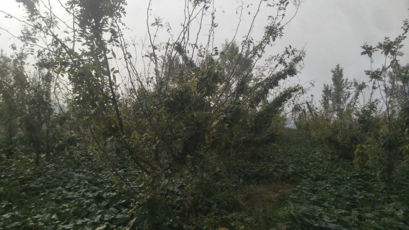 已经嫁接过的皂角树苗