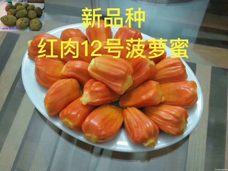 8号12号红肉菠萝蜜苗四季菠萝蜜苗营养杯苗