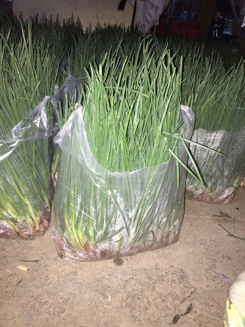 精品香葱，需要的连系