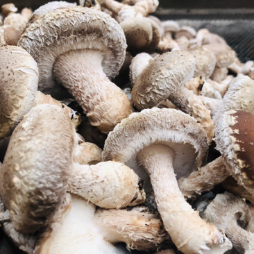 新鲜香菇批量出售菌棒出售